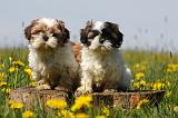 SHIH TZU 284